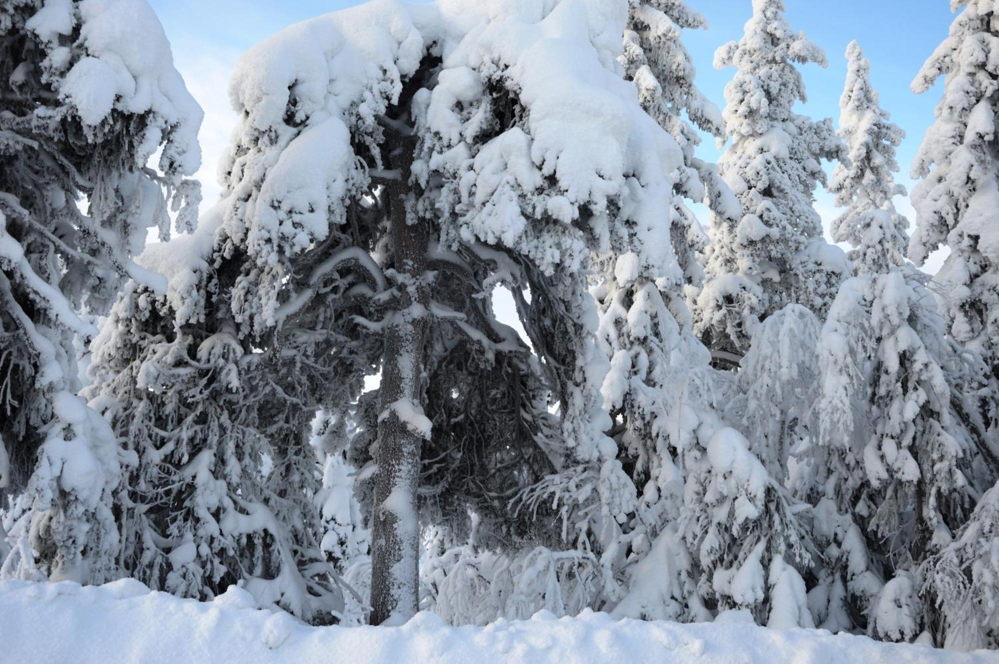 12 - Fulufjellets Nasjonalparker - Natur-, Dyre- Og Fugleopplevelser Ljørdal المظهر الخارجي الصورة