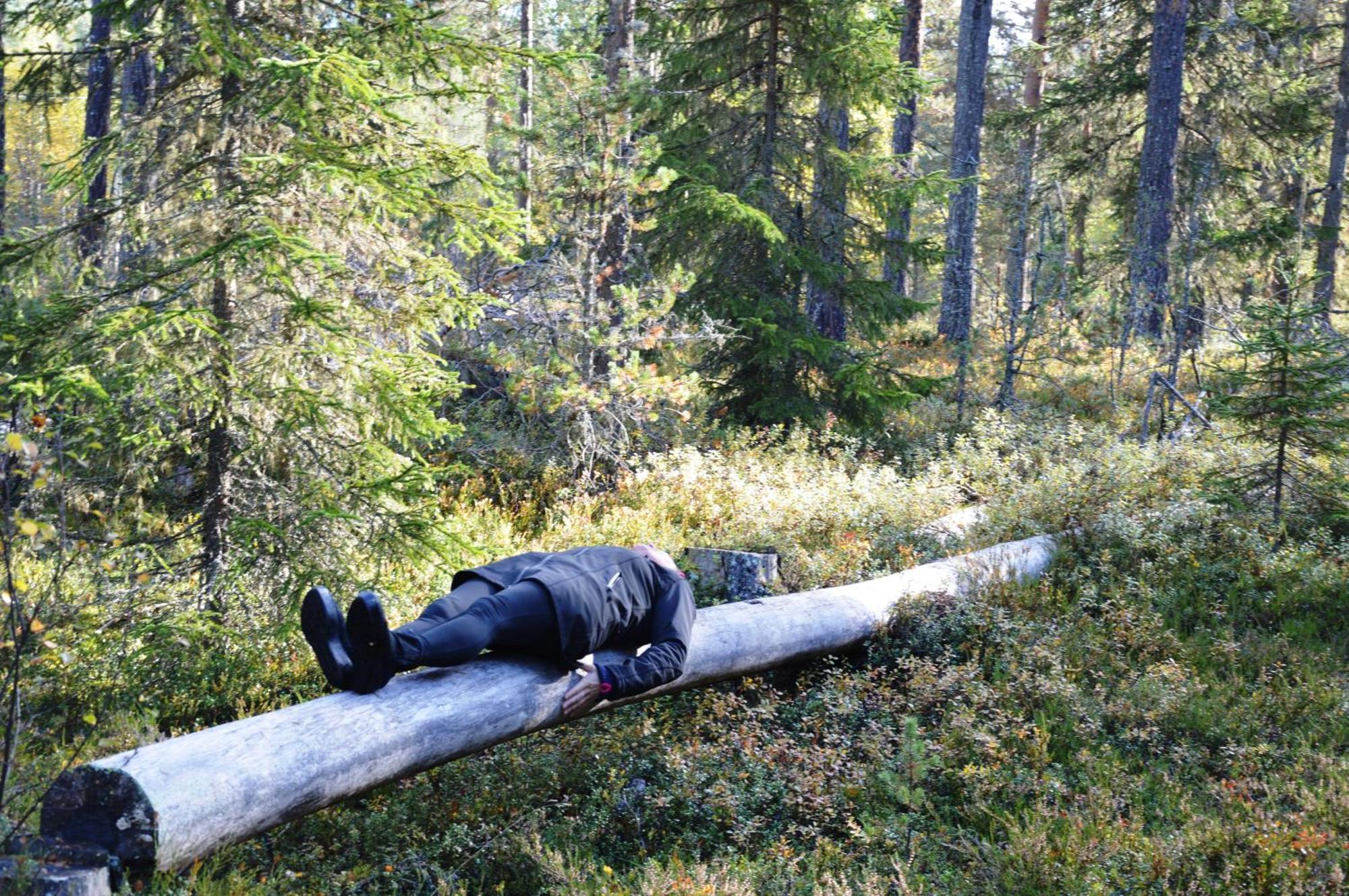 12 - Fulufjellets Nasjonalparker - Natur-, Dyre- Og Fugleopplevelser Ljørdal المظهر الخارجي الصورة