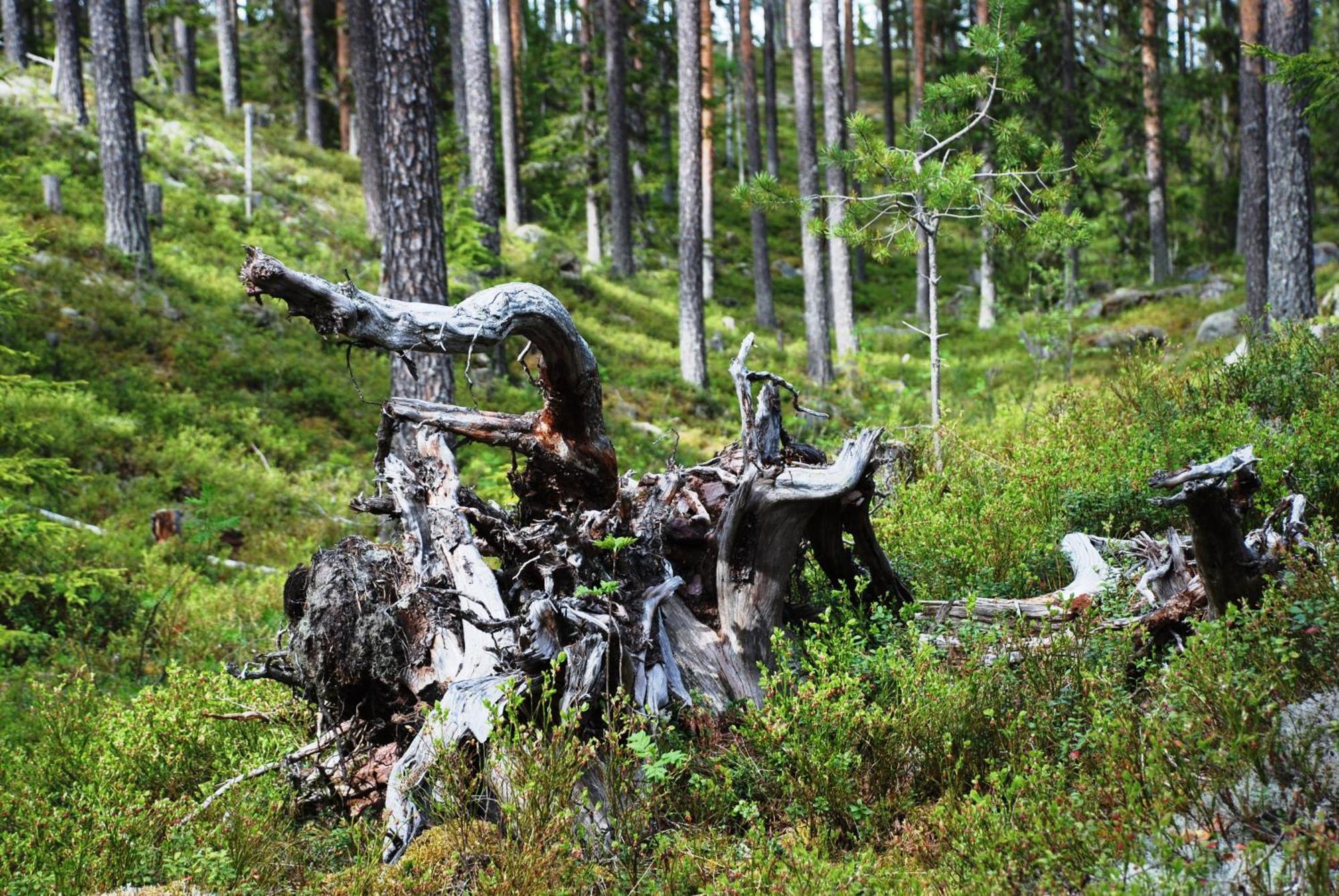 12 - Fulufjellets Nasjonalparker - Natur-, Dyre- Og Fugleopplevelser Ljørdal المظهر الخارجي الصورة