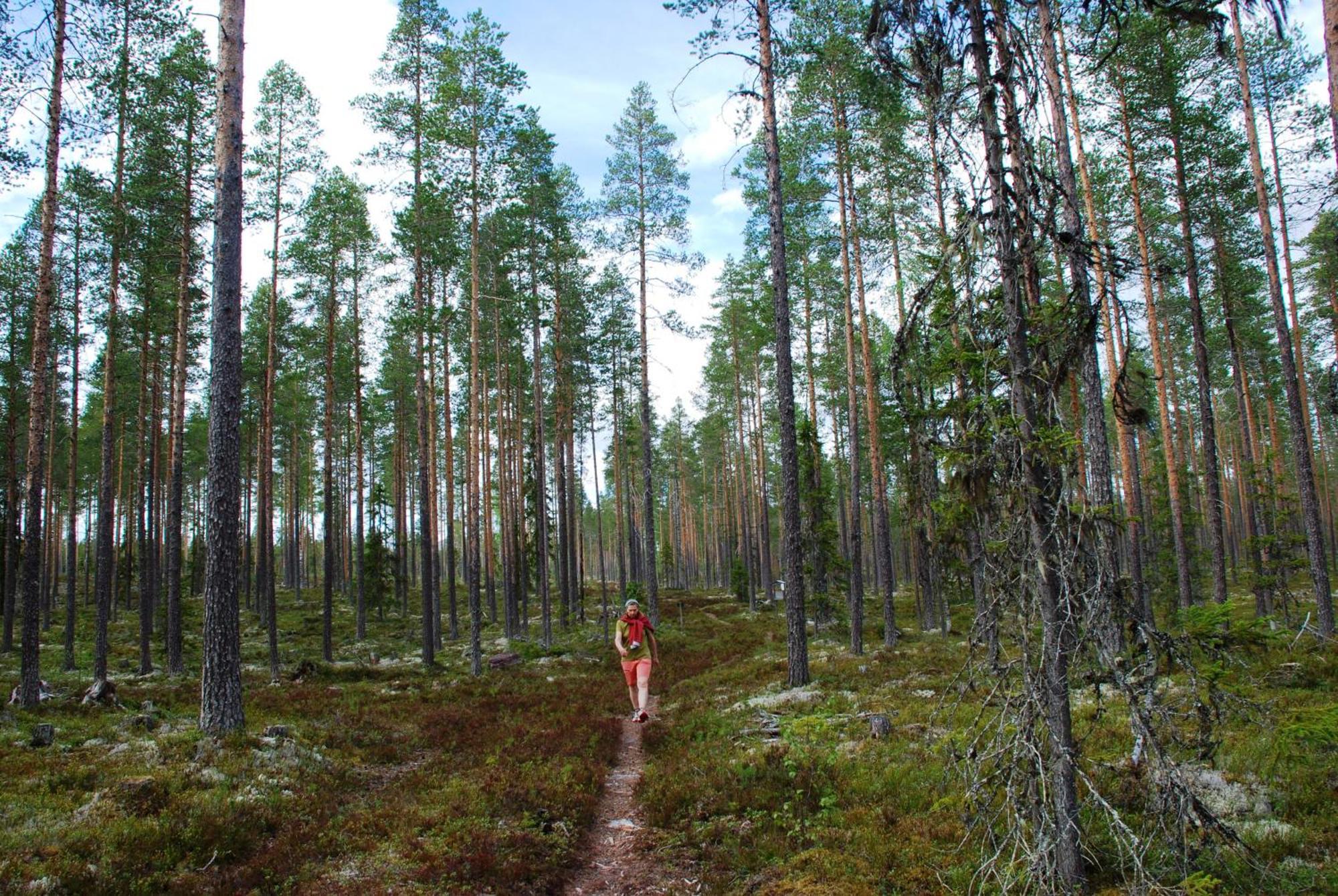 12 - Fulufjellets Nasjonalparker - Natur-, Dyre- Og Fugleopplevelser Ljørdal المظهر الخارجي الصورة