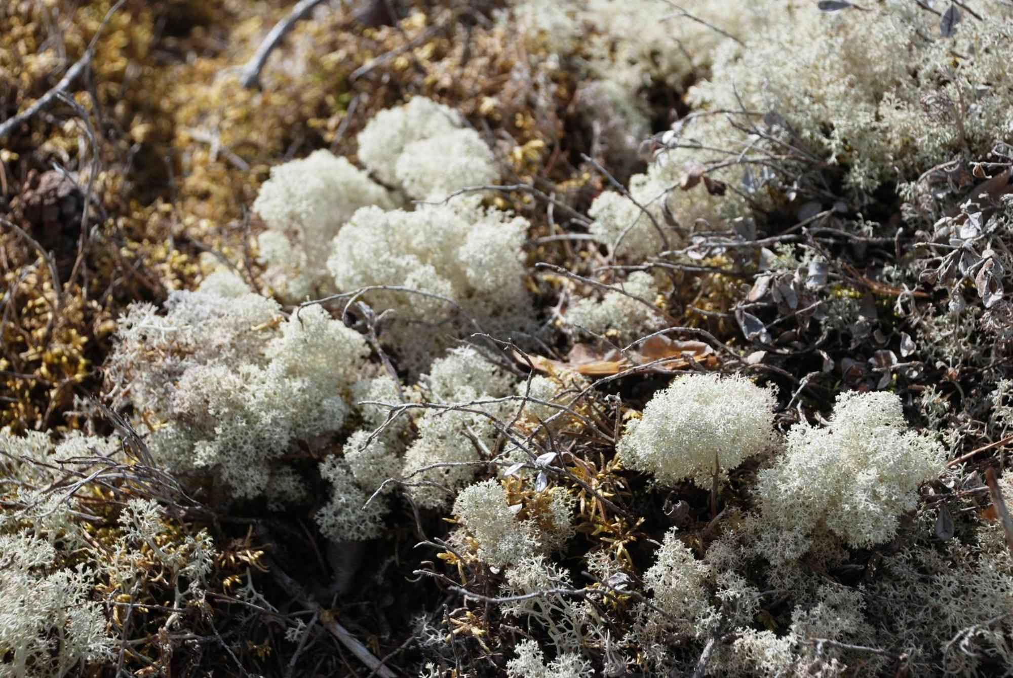 12 - Fulufjellets Nasjonalparker - Natur-, Dyre- Og Fugleopplevelser Ljørdal المظهر الخارجي الصورة
